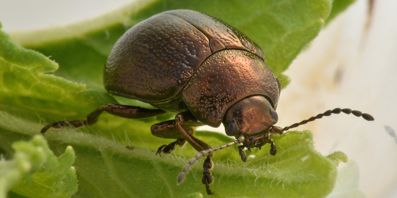 Chrysomelidae; Chrysolina herbacea, forma